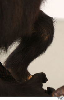 Chimpanzee Bonobo leg 0026.jpg